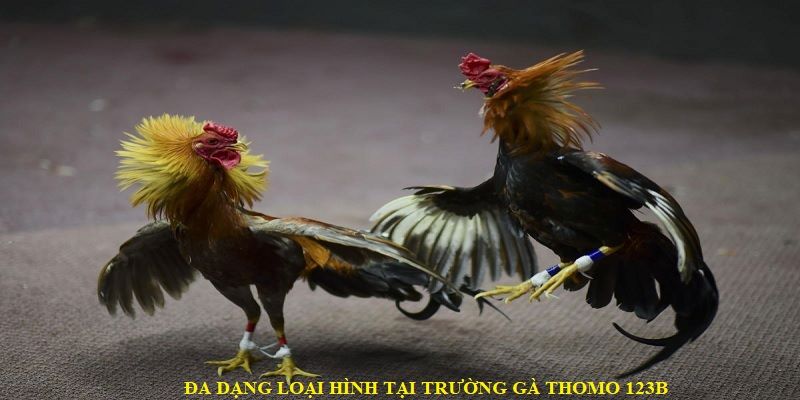 Nhiều thể loại chiến kê Thomo tại hệ thống